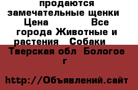 продаются замечательные щенки › Цена ­ 10 000 - Все города Животные и растения » Собаки   . Тверская обл.,Бологое г.